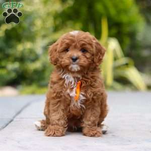 Peyton, Cavapoo Puppy
